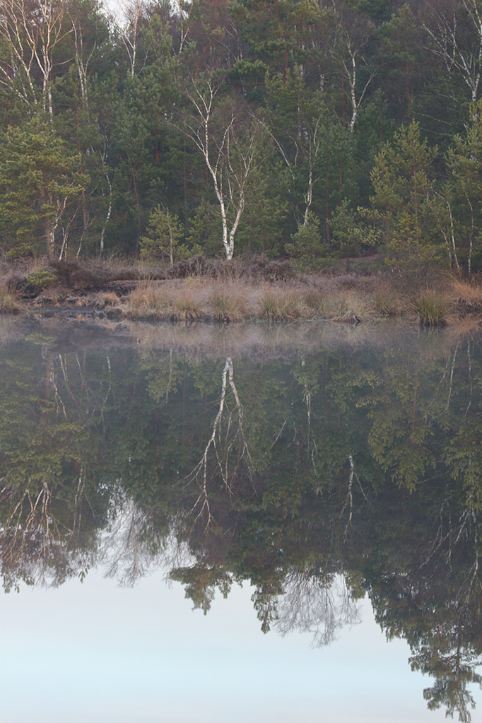 Swamp birches