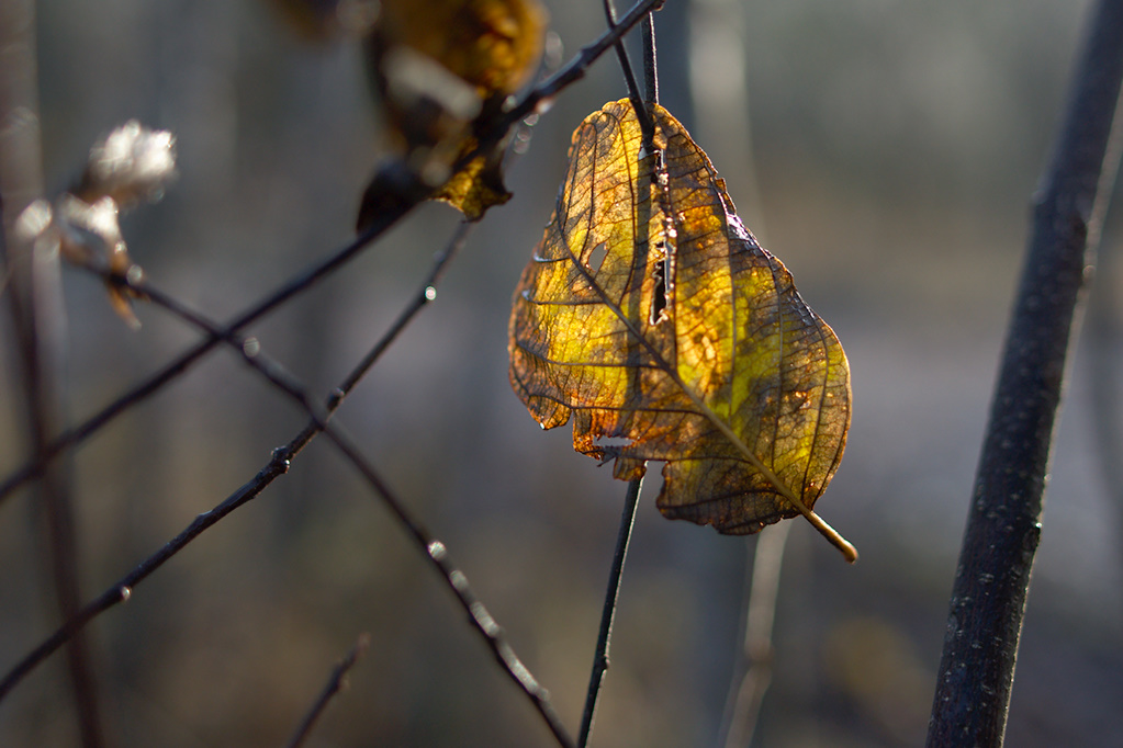 Suspended leaves