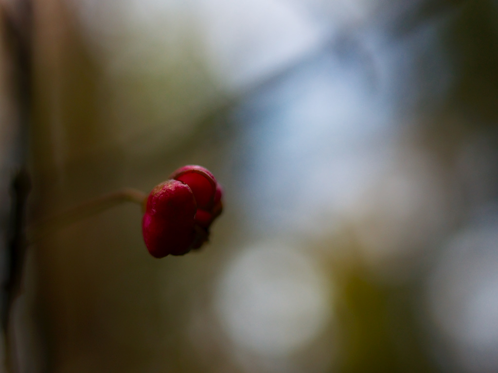 Fruits