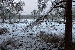 Winter in the Moor