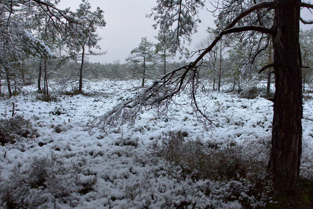 Winter in the Moor