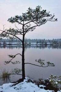 Snow on a Pine Tree