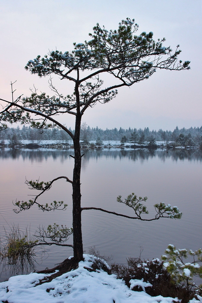 Snow on a Pine Tree